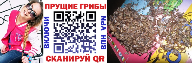 Галлюциногенные грибы Psilocybine cubensis Южно-Сухокумск